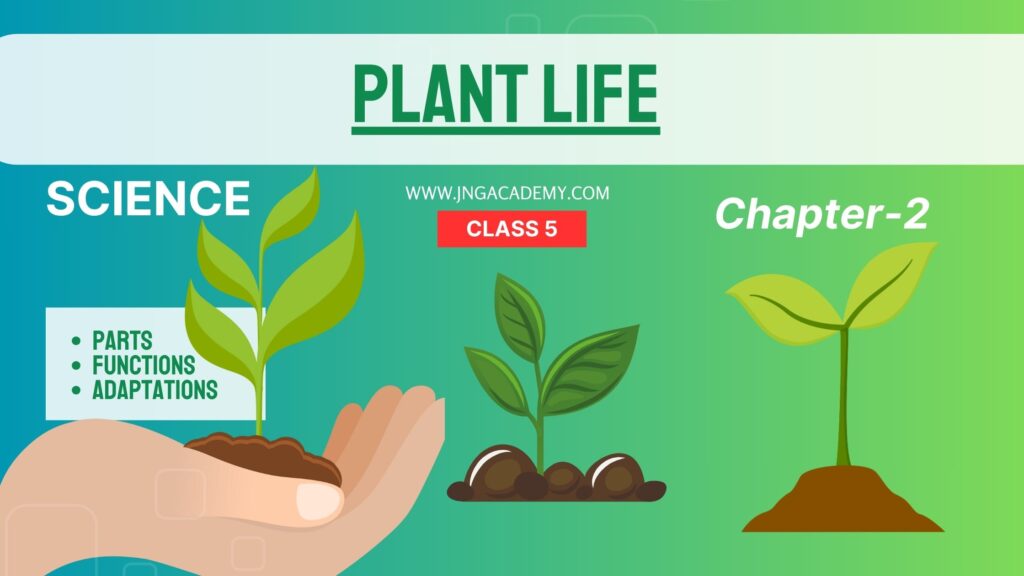Plant Life - Parts of a Plant for Class 5